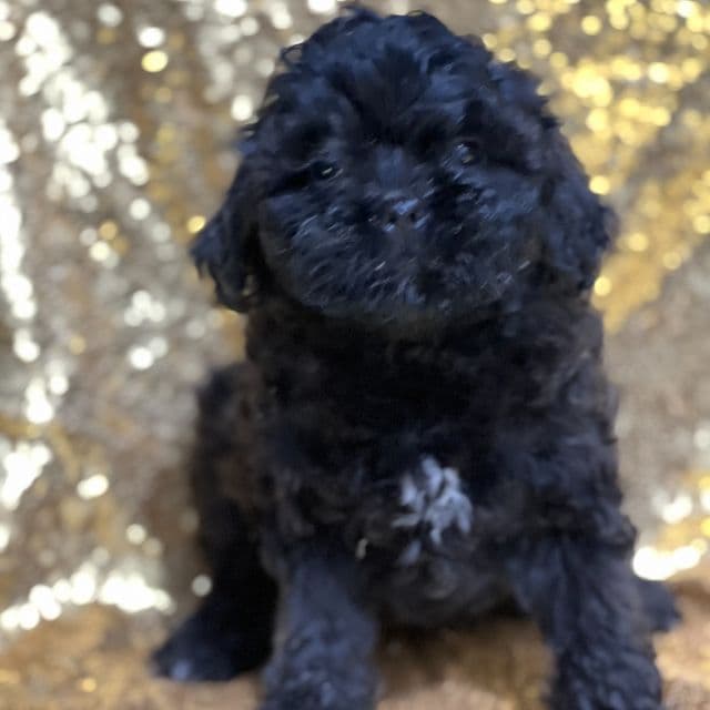 Jasmine - Shih-Poo Female