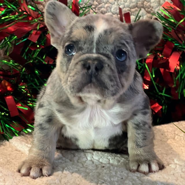 Julie - French Bulldog Female