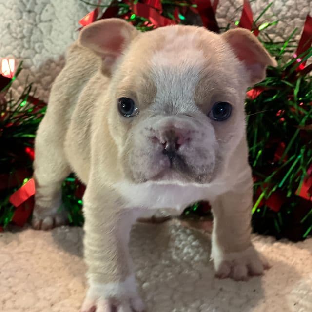 Jim - French Bulldog Male