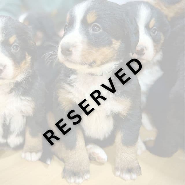 Light Blue Girl - **RESERVED** - Bernese Mountain Dog Female