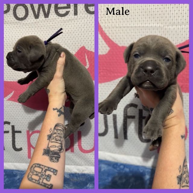 Purple Collar - Cane Corso Male