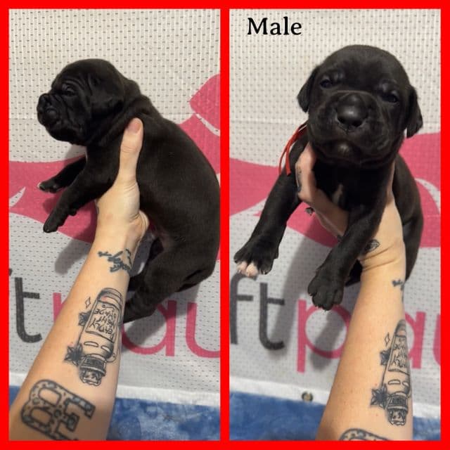 Red Collar - Cane Corso Male