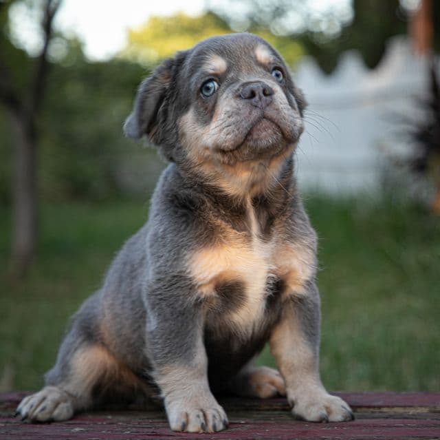 Misha - French Bulldog Male