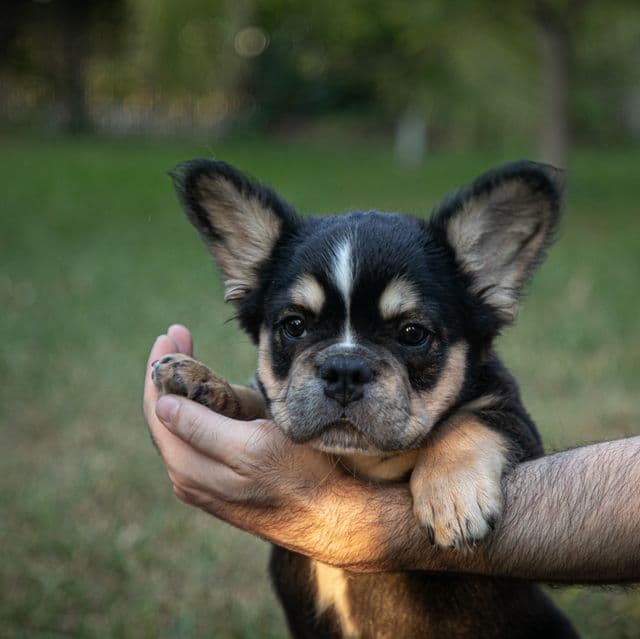 King - French Bulldog Male