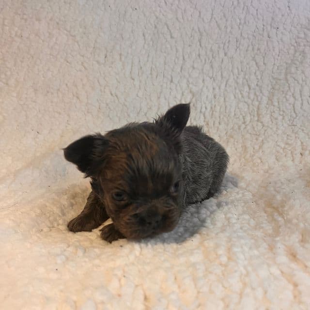 Fluffy Fifi - French Bulldog Female