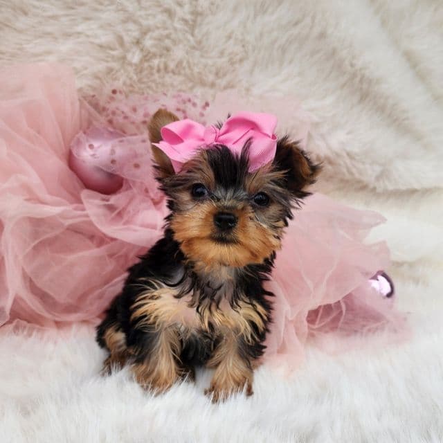 Little lulu - Yorkshire Terrier Female