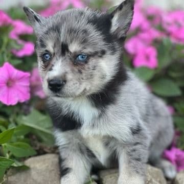 Dash - Pomsky Male