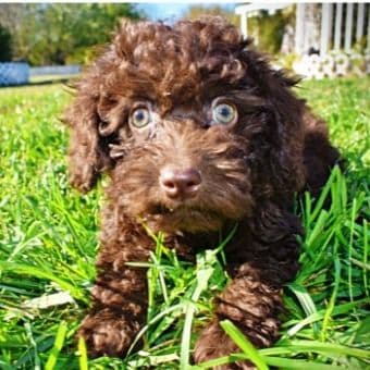 Isabela - Havapoo Female