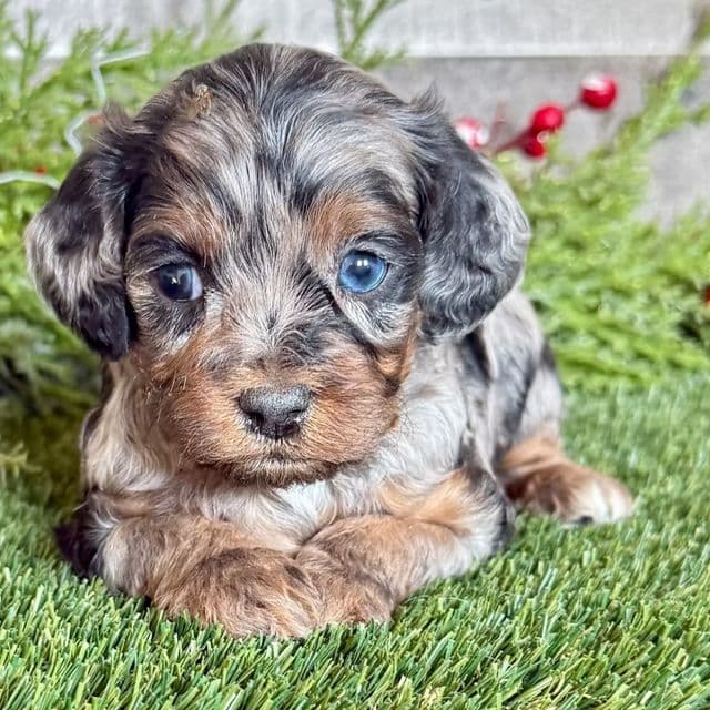 Dallas - Cavapoo Male