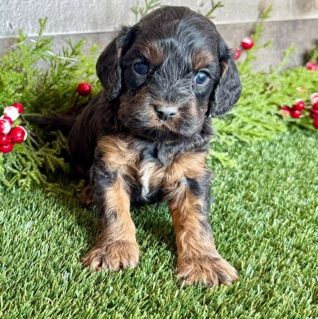 Darcy - Cavapoo Female