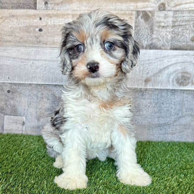 Delta - Cavapoo Female