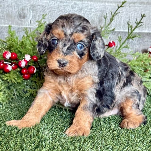 Della - Cavapoo Female