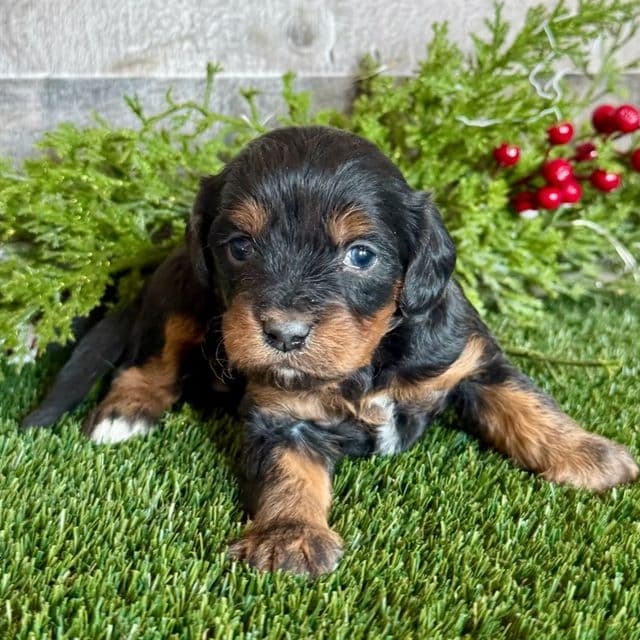 Cecilia - Cavapoo Female