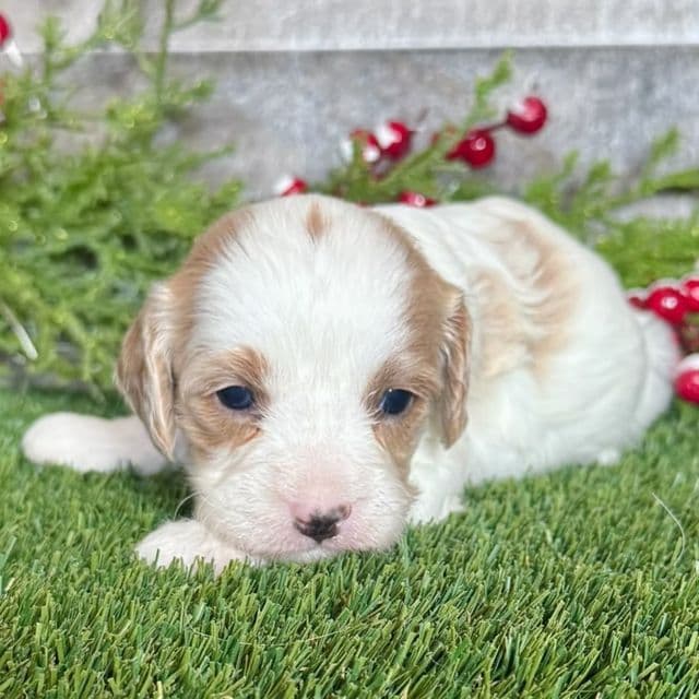 Colton - Cavapoo Male