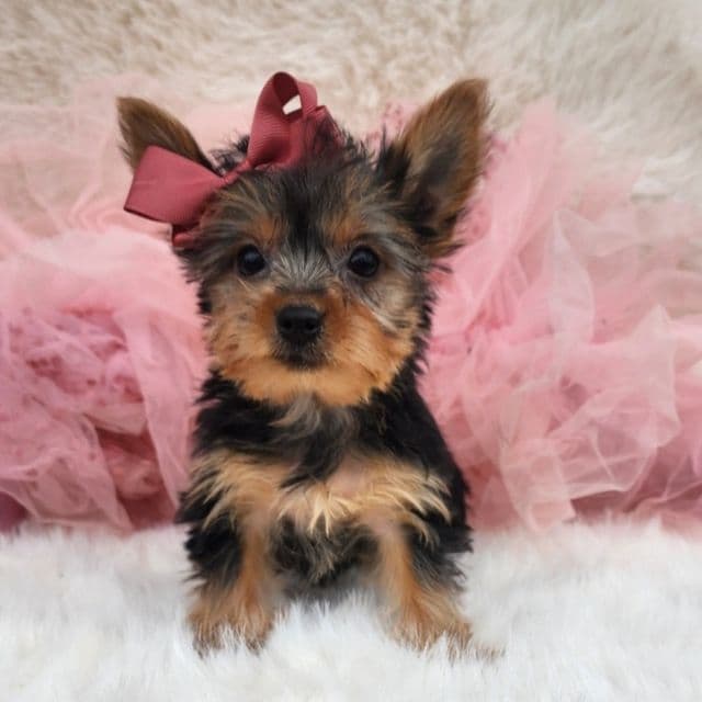 Tiny Rosie - Yorkshire Terrier Female