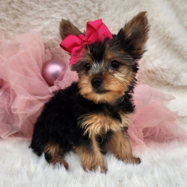 Lucy  - Yorkshire Terrier Female