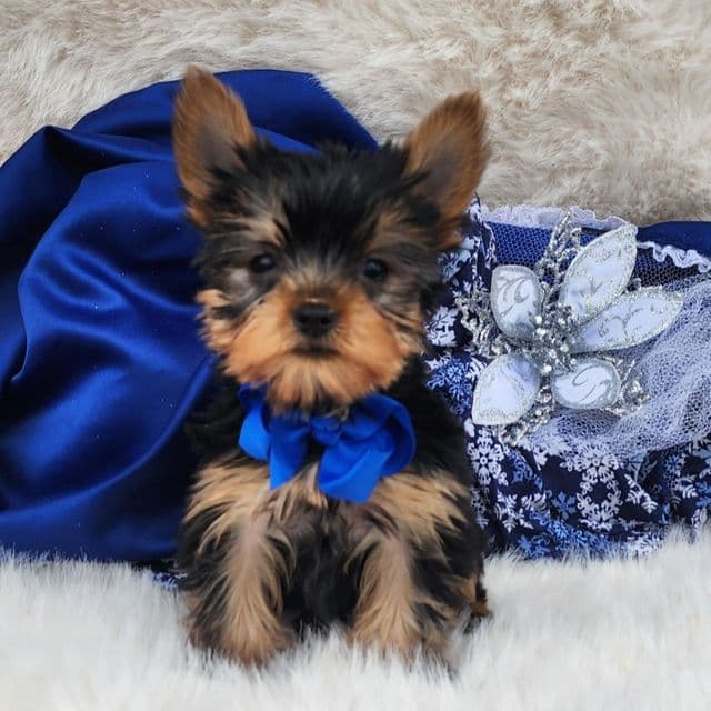 Baby Troy - Yorkshire Terrier Male