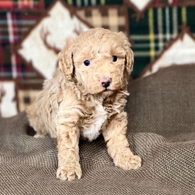 Georgie - Toy Poodle Male