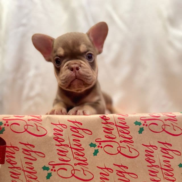 Buddy The III - French Bulldog Male