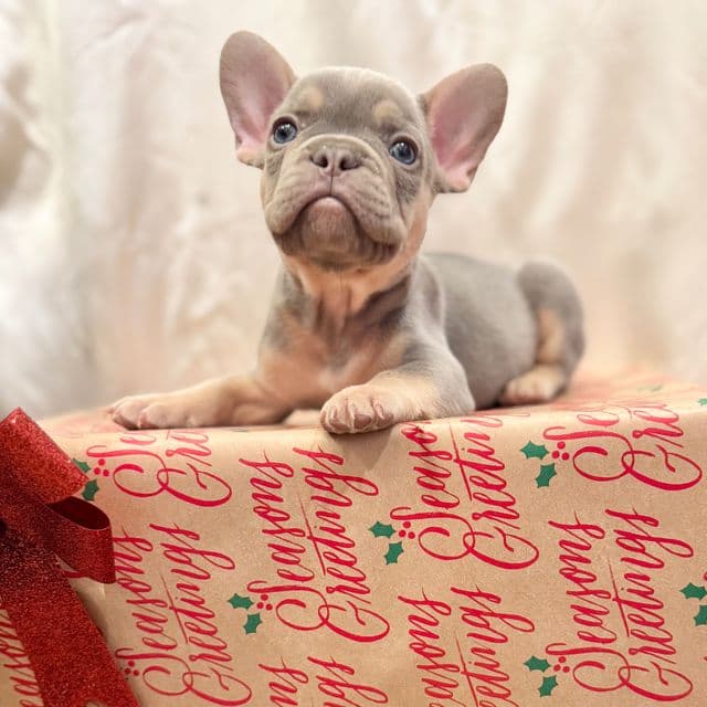 Sinclair  - French Bulldog Male