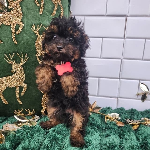 Tom (Tiny Toy Poodle) - Toy Poodle Male