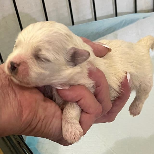 November 19th litter - Maltese Male