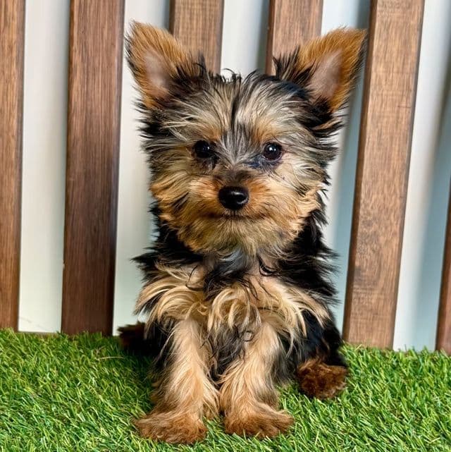 Ryder - Yorkshire Terrier Male