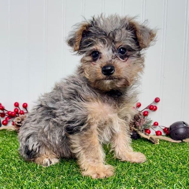 Atlee - Yorkipoo Male