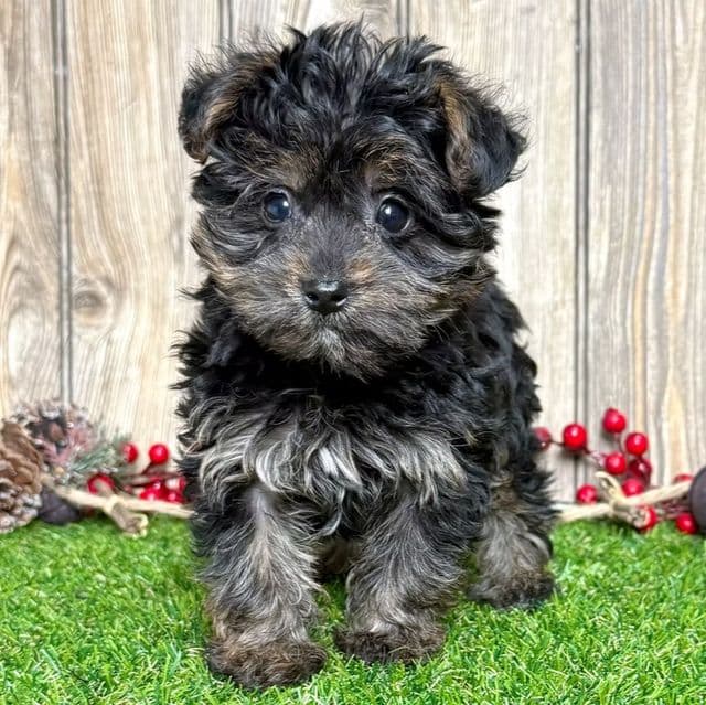 Addy - Yorkipoo Female