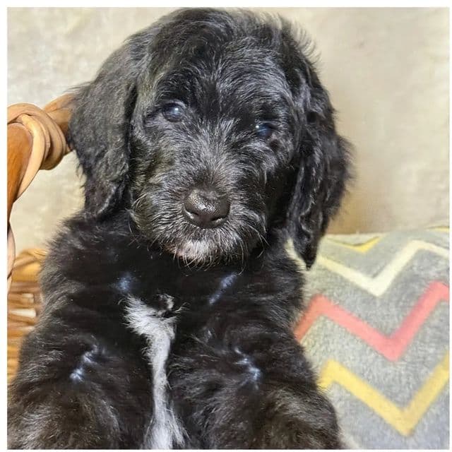 Black  - Goldendoodle Female