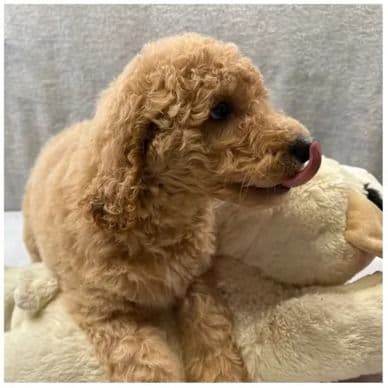 Clover - Goldendoodle Male