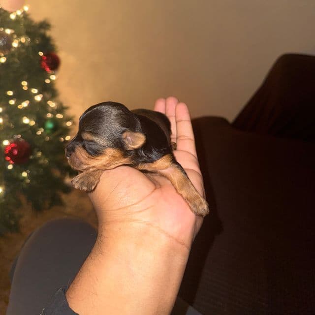 Boy 2 - Yorkshire Terrier Male