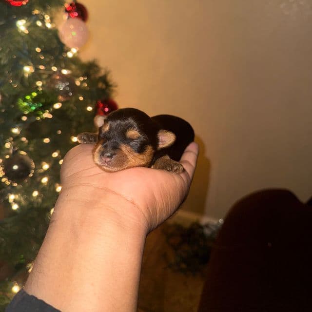 Boy 4 - Yorkshire Terrier Male