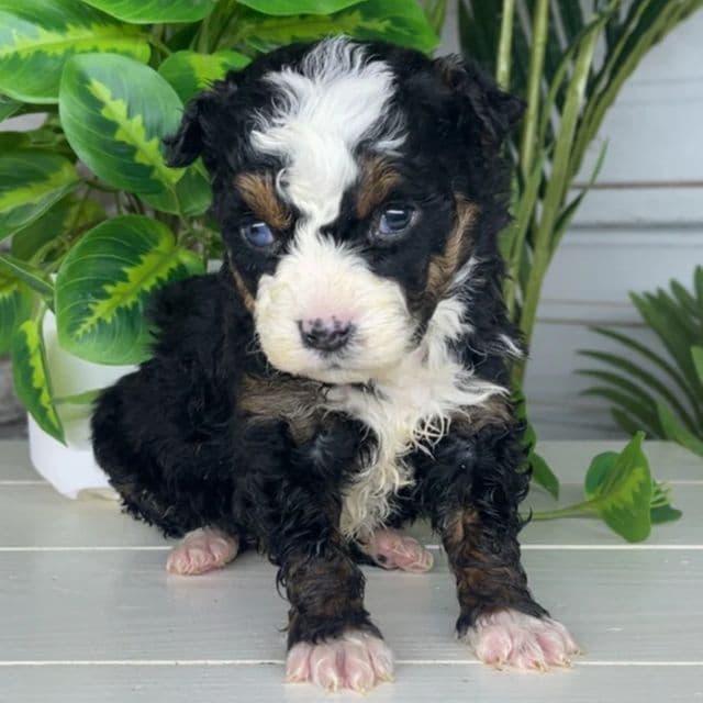 Zoe - Bernedoodle Male