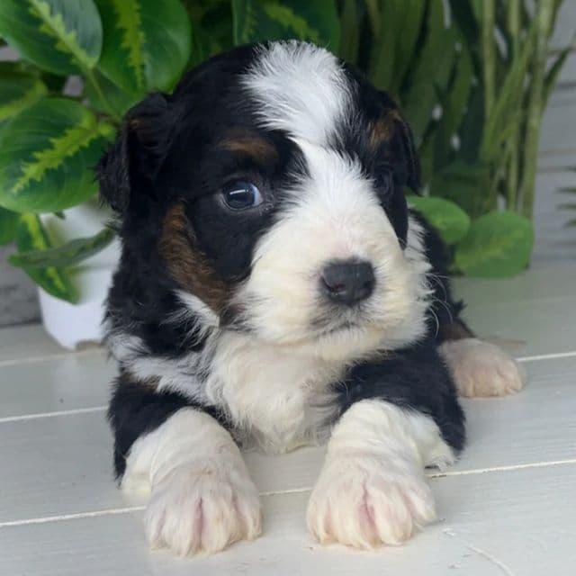 Willow - Bernedoodle Female