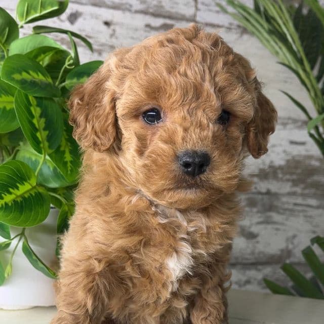 Milo - Goldendoodle Male