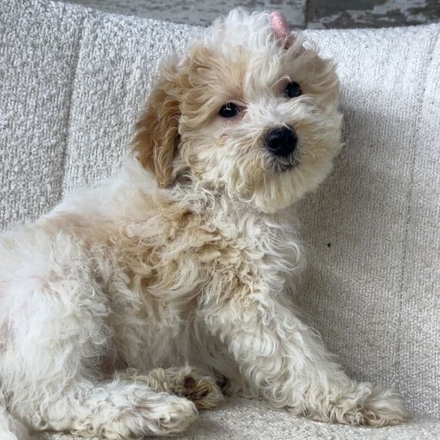 Tinsel - Goldendoodle Female