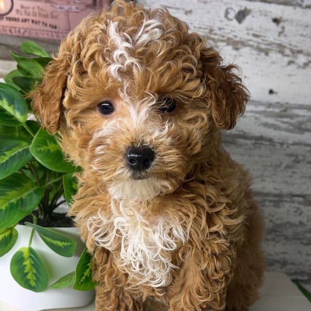 Noelle - Goldendoodle Female
