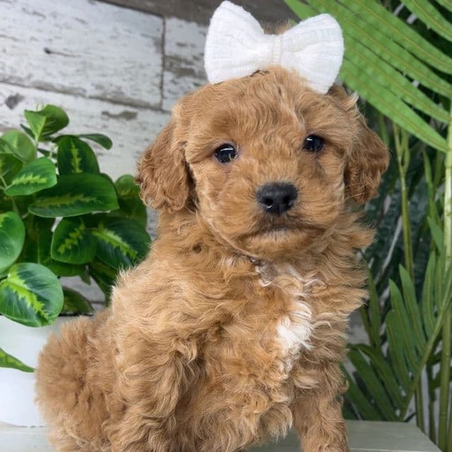 Megan - Goldendoodle Female