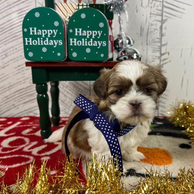 Lassie - Shih Tzu Female