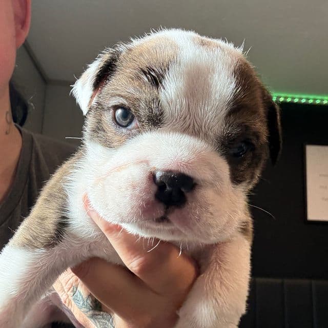 King - English Bulldog Male