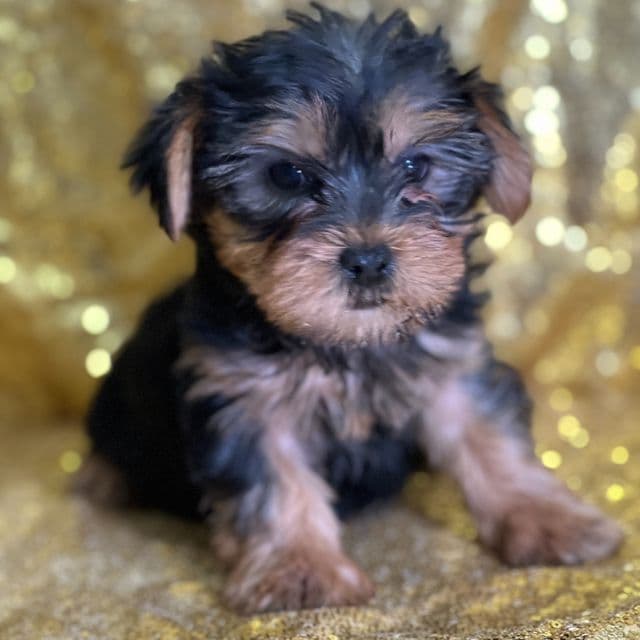 Ruthie - Yorkshire Terrier Female