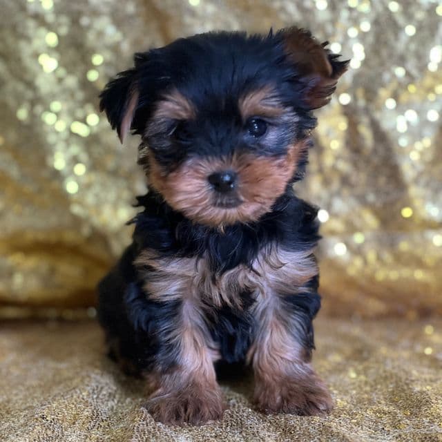 Ruby - Yorkshire Terrier Female