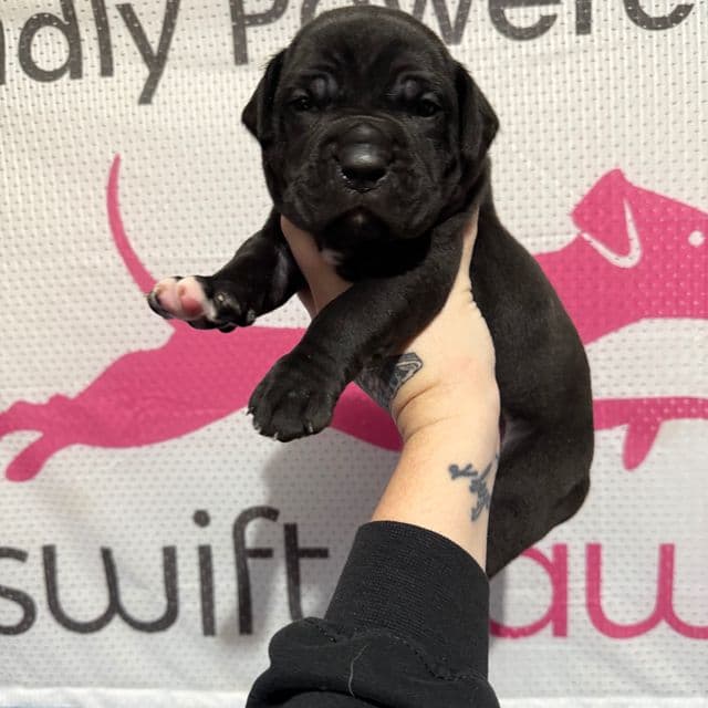 Red Collar - Cane Corso Male