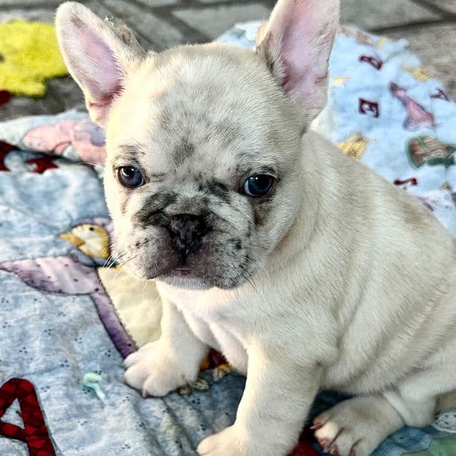 Kross - French Bulldog Male