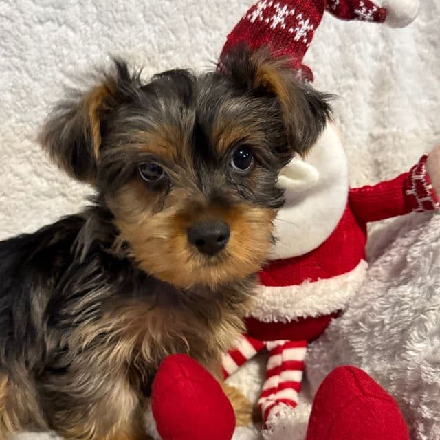 Mahomes - Yorkshire Terrier Male