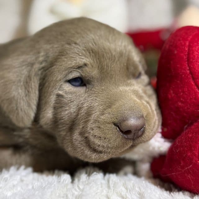 Nova - Labrador Retriever Female
