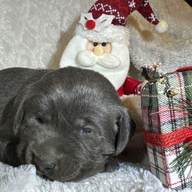 Stella - Labrador Retriever Female