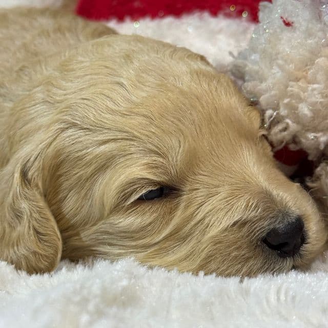 Daisy - Mini F1B - Goldendoodle Female