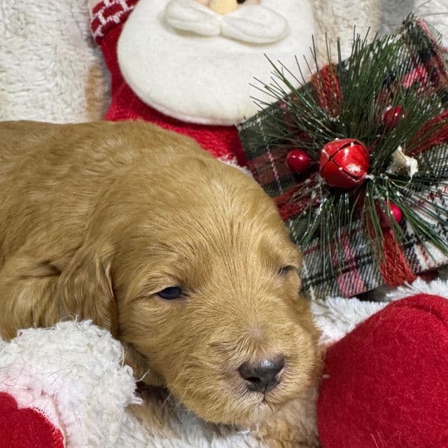 Penny - Goldendoodle Female